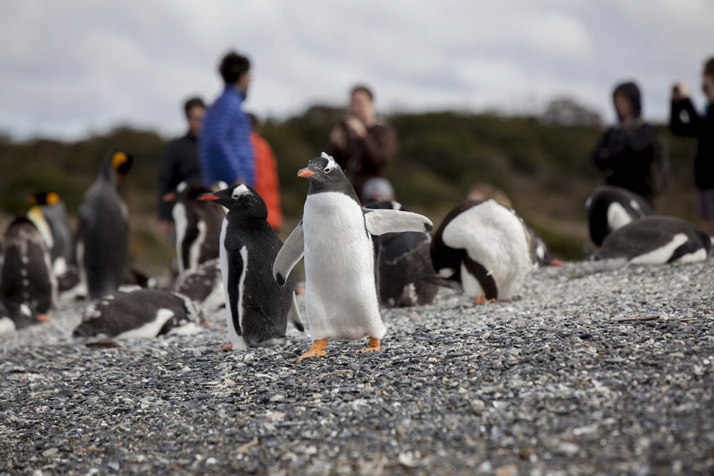 Day trip to Harberton Rookery in Ushuaia