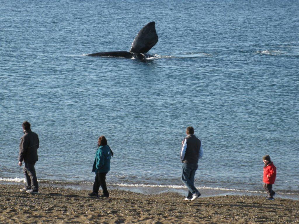 People watching whales