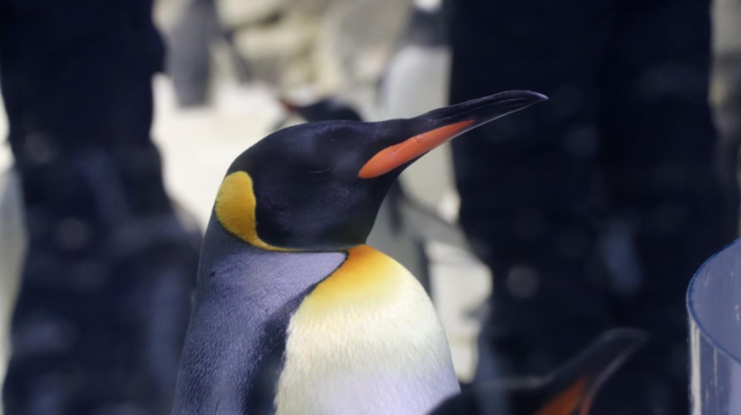 Visit the King Penguin in Tierra del Fuego