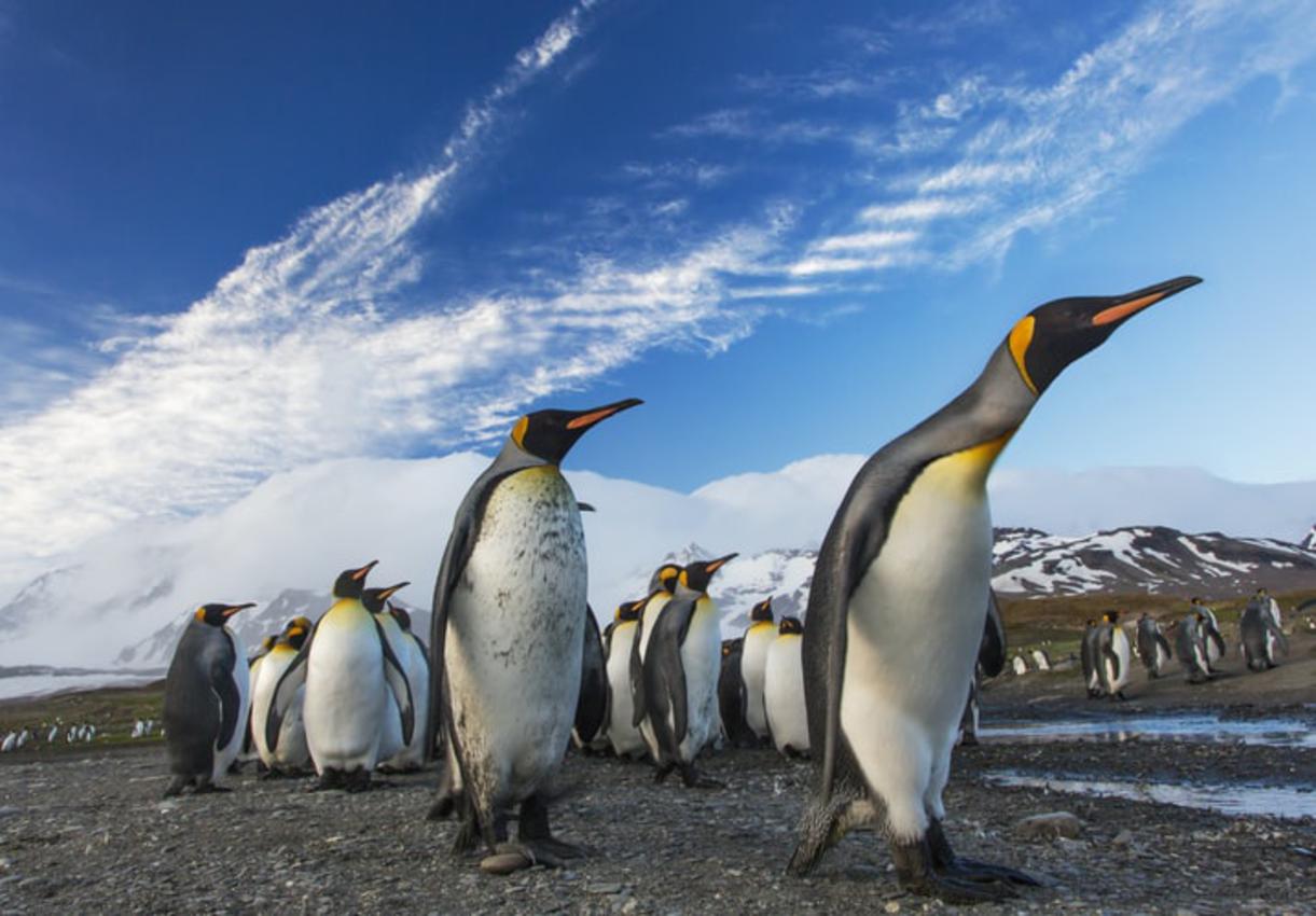 Visit the King Penguin in Tierra del Fuego