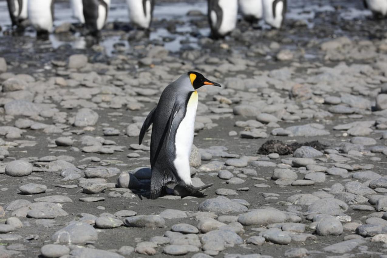 Visit the King Penguin in Tierra del Fuego
