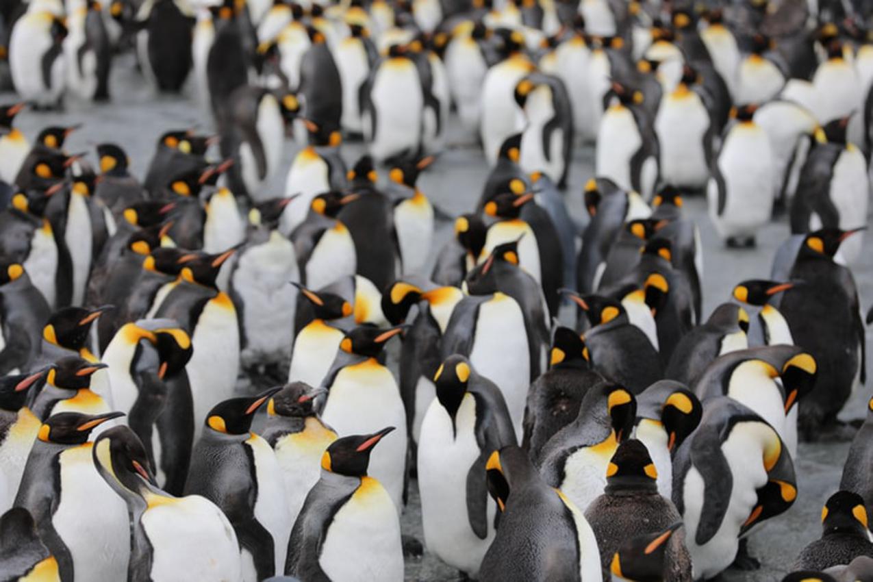 Visit the King Penguin in Tierra del Fuego