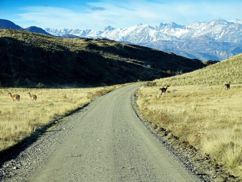 Guanaco in the Chilean roads.