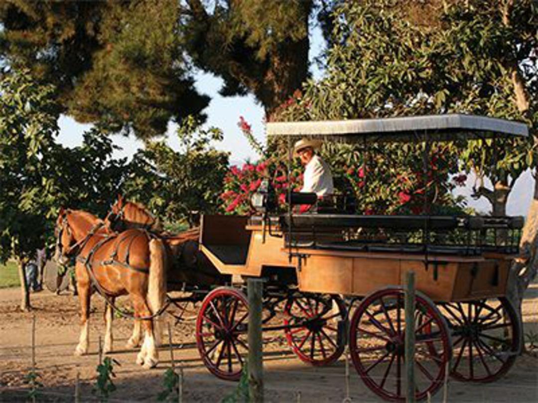 Colchagua Valley Wineries
