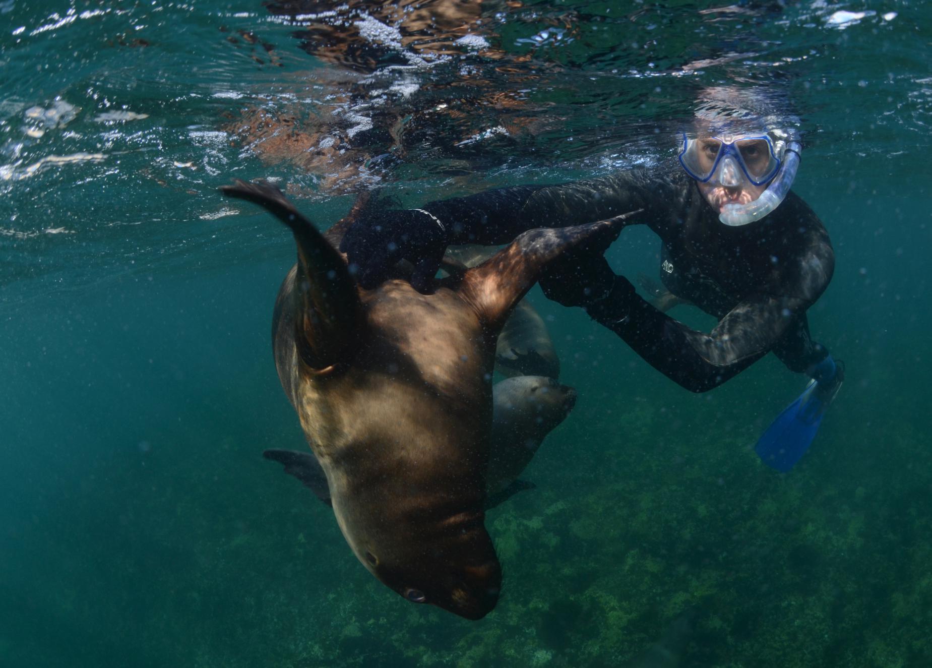 Snorkel con Lobos Marinos