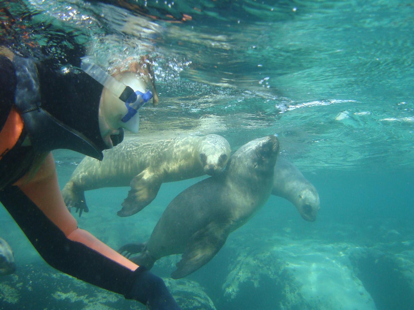 Snorkel con Lobos Marinos