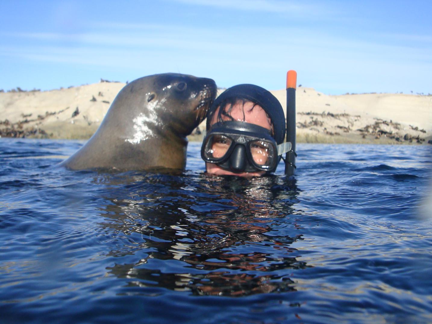 Snorkel con Lobos Marinos