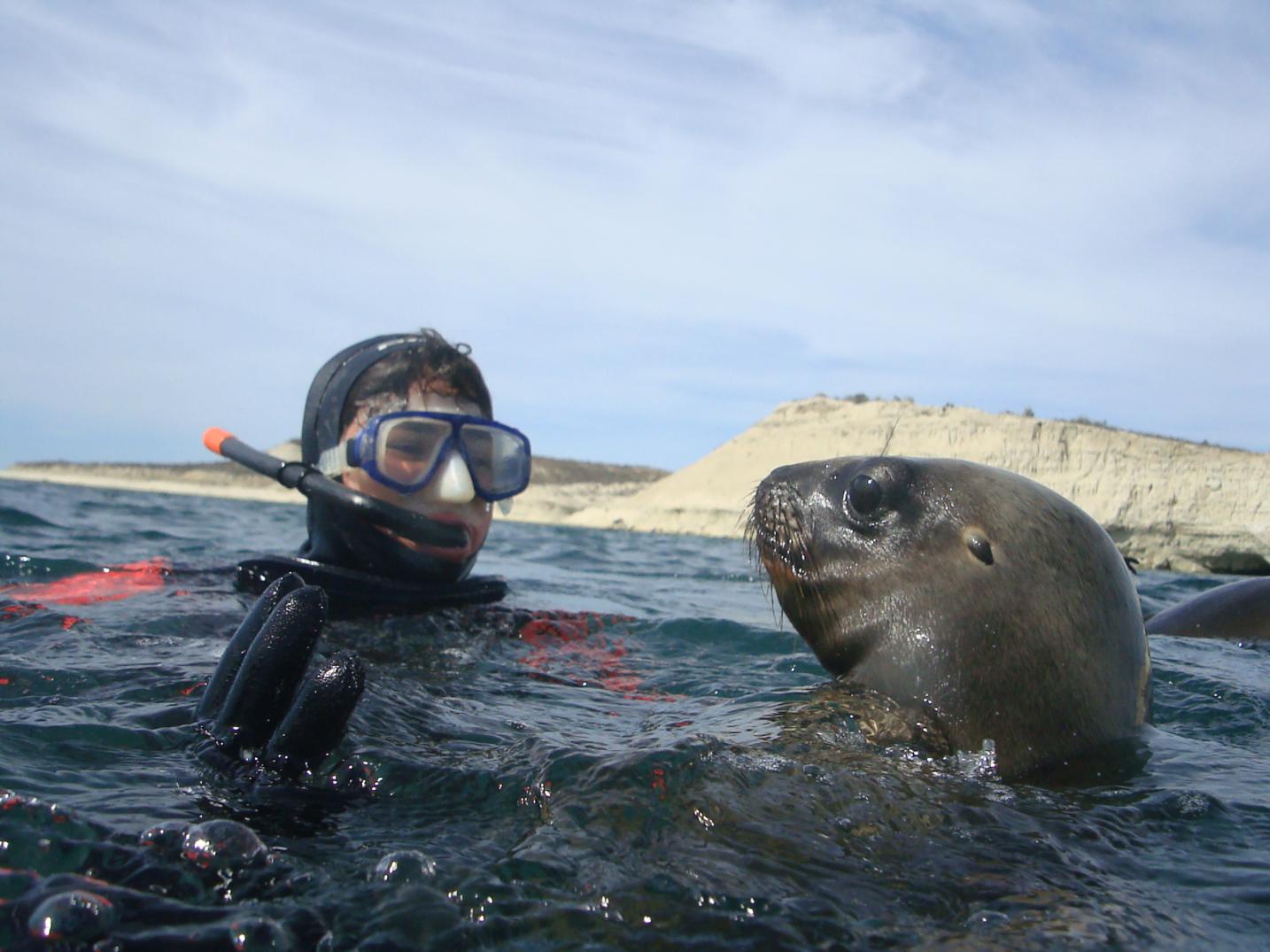 Snorkel con Lobos Marinos