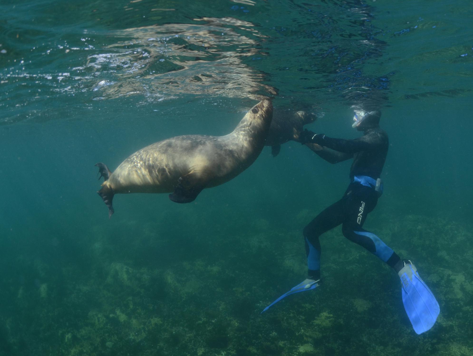 Snorkeling in Puerto Madryn