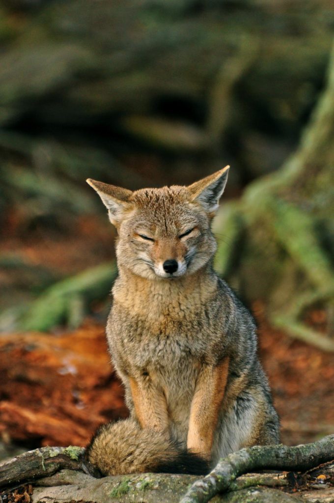 Ushuaia - wildlife