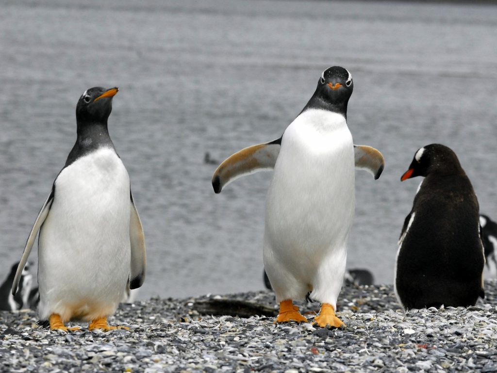 Penguins tour