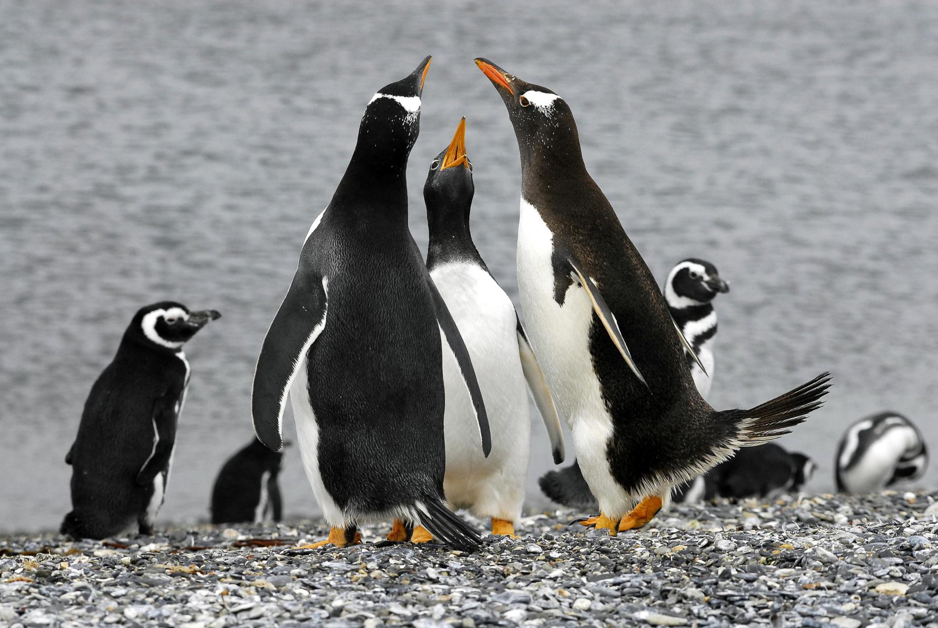 Isla Gable y pingüinera en la Estancia Harberton