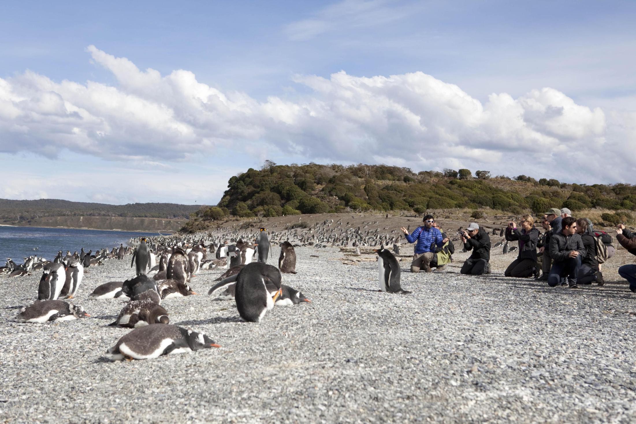 Isla Martillo con Pingüinos – Estancia Harberton