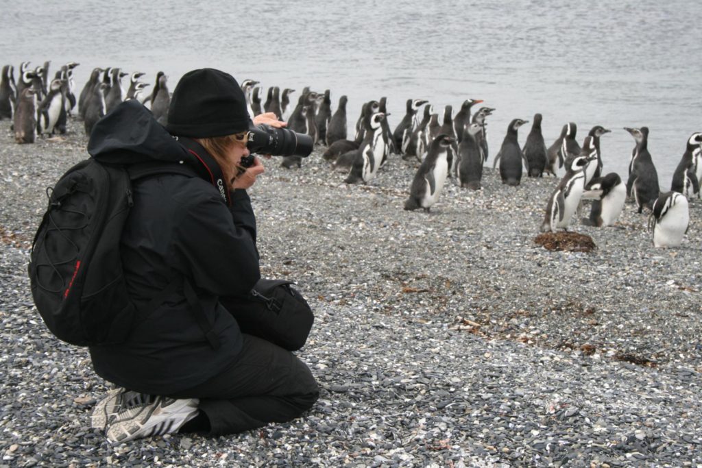 Penguins tour