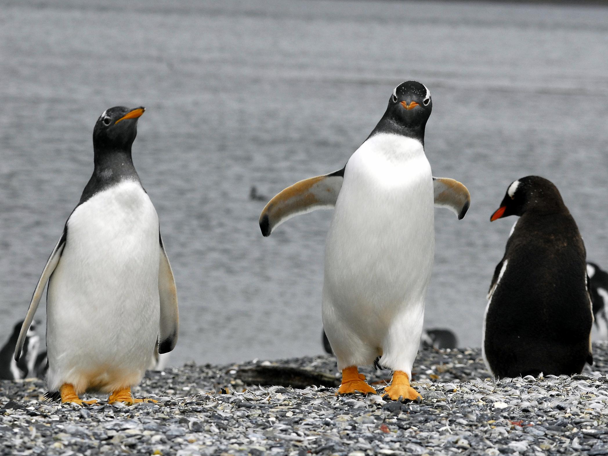 Penguins tour