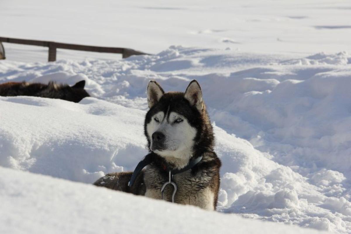 Ushuaia - wildlife
