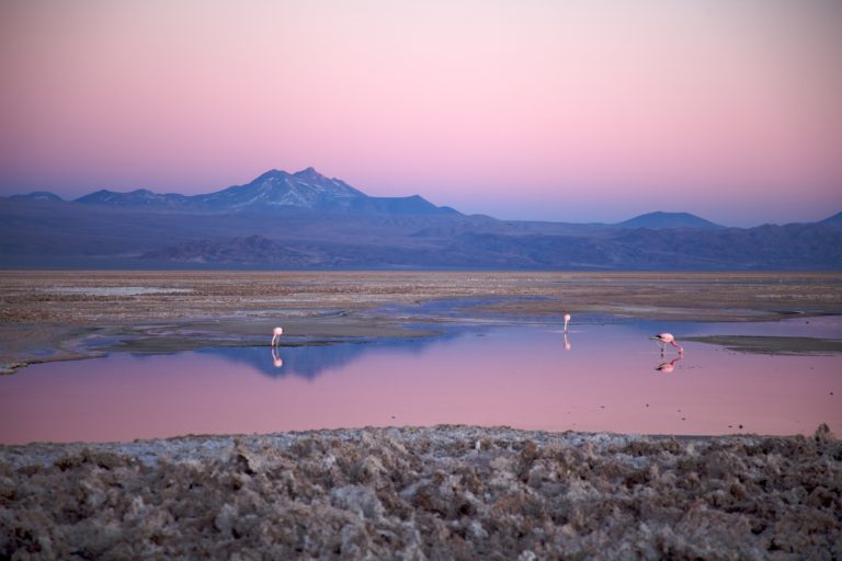 What are Chilean flamingos like?