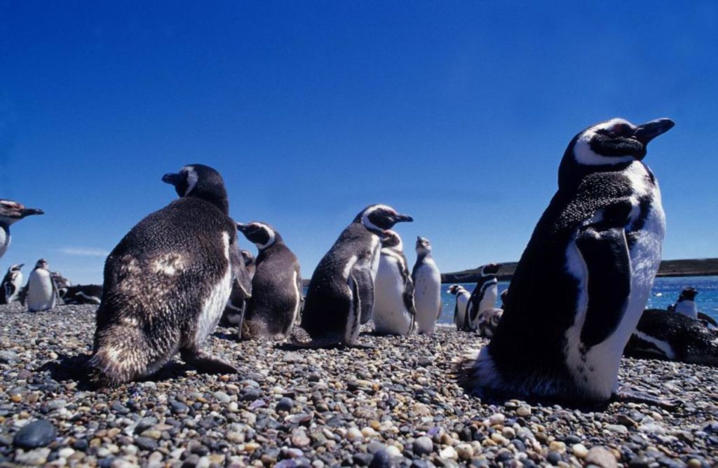 penguins-bahia-bustamante