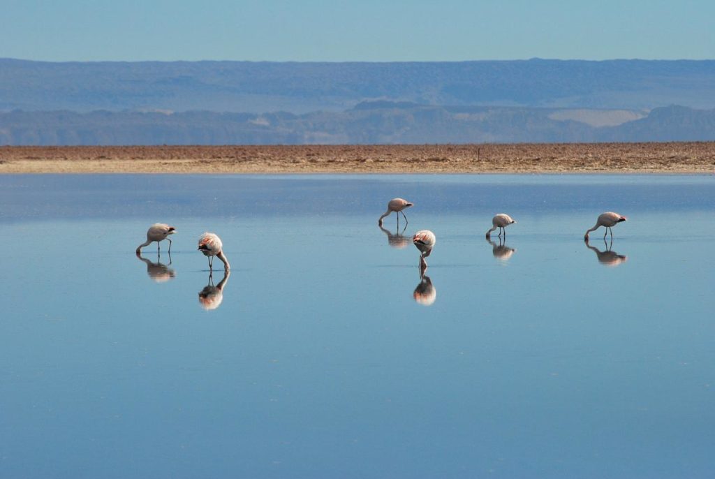 Pink flamingos in Uyuni Salt Flat, Bolivia