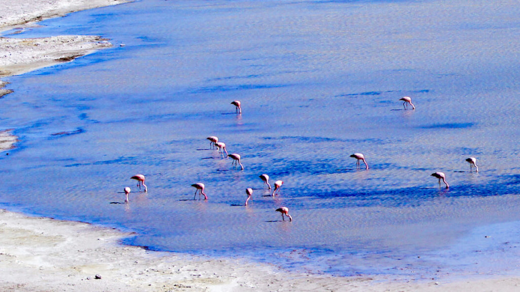 Pink flamingos of the Atacama Desert in Chile