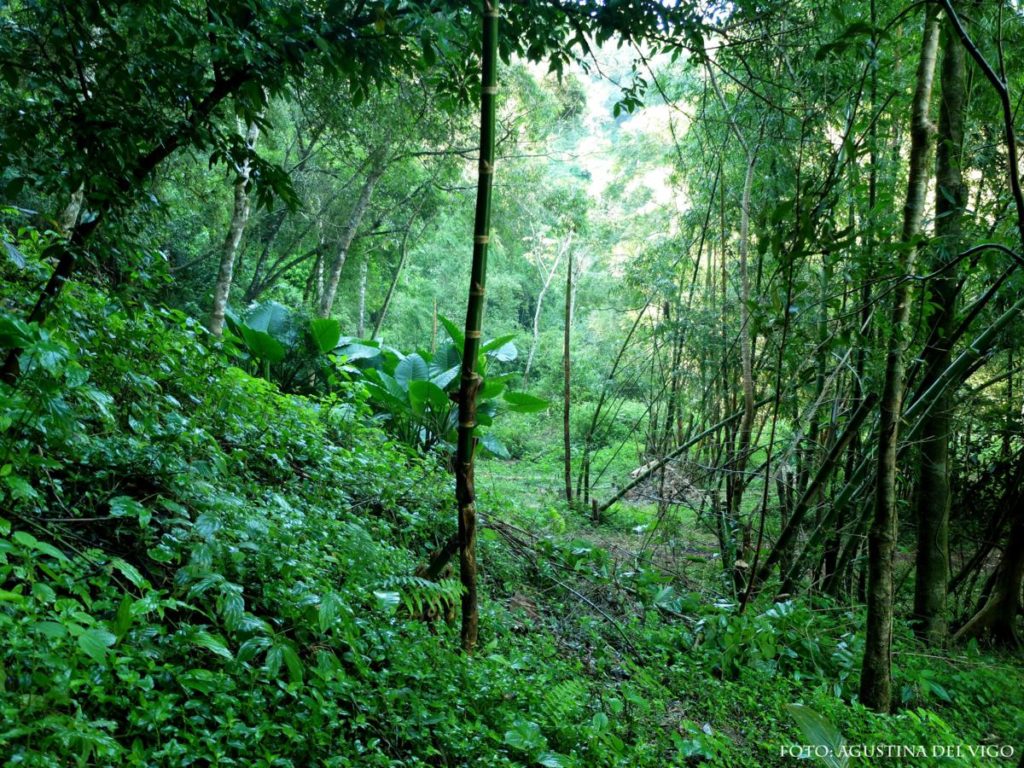 Experience the jungle and take care of the environement in Iguazu.