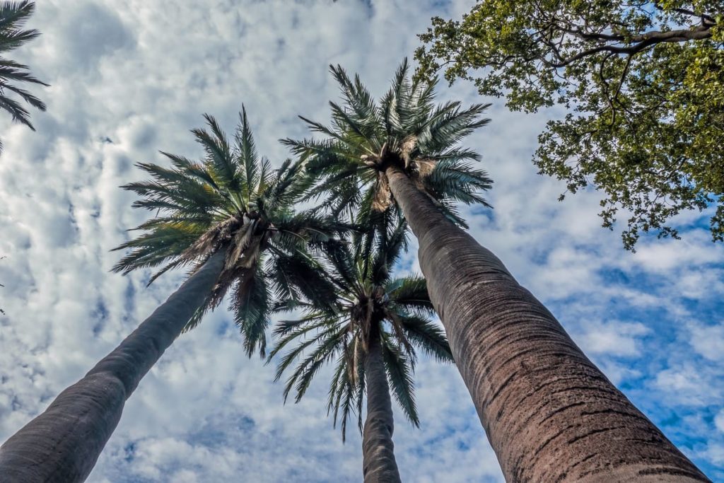 Visit the palm tree forest in La Campana National Park, Chile