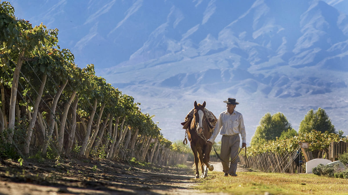 When visiting Mendoza, don't miss the route of wine and discover beautiful vineyards