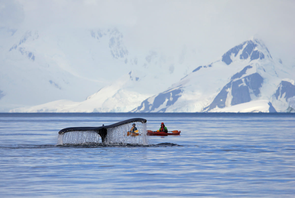 Go kayaking in Antartica and meet whales.