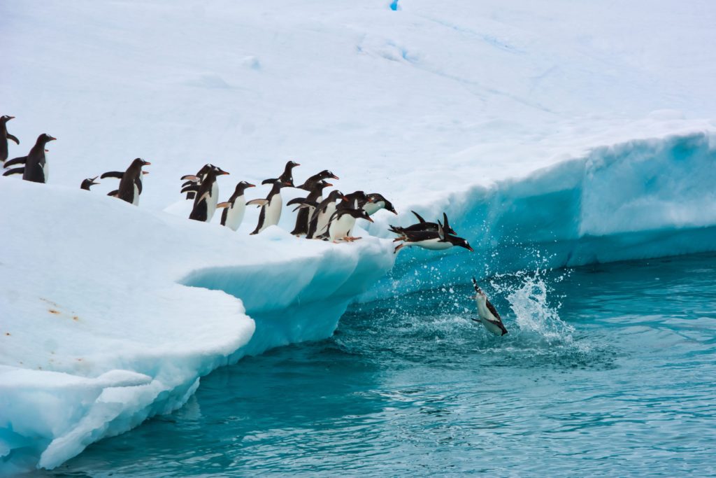 Penguins jumping into the water in Antarctica.