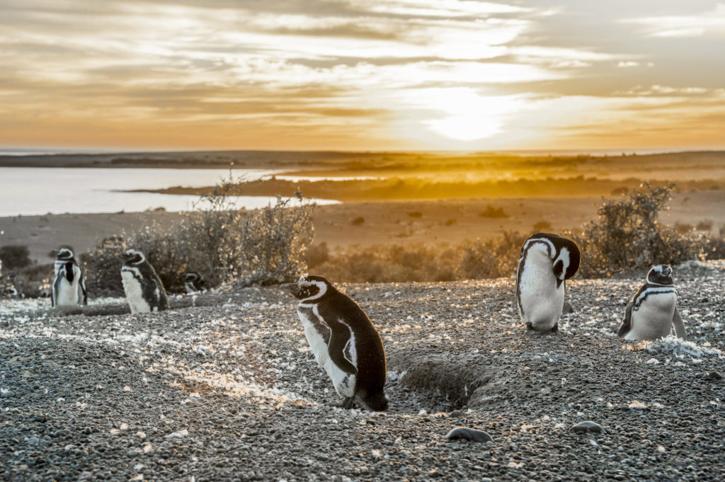 Penguins in Puerto Madryn Argentina