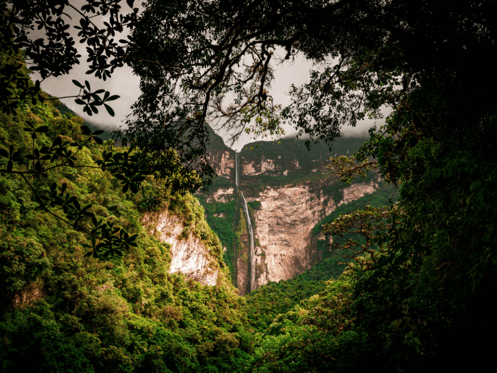 Amazon Jungle