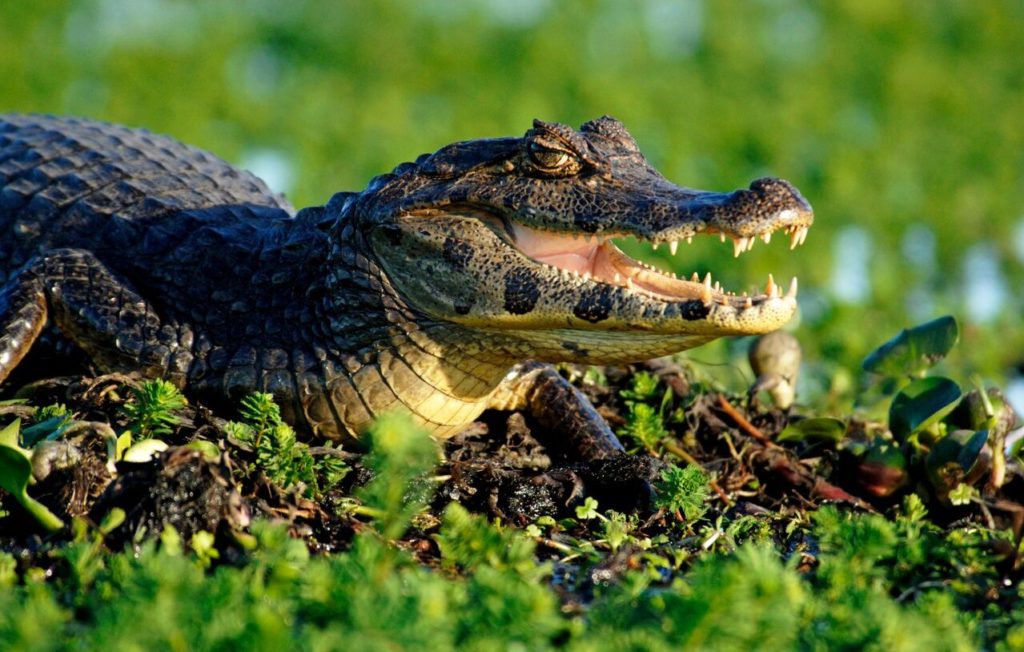 alligator-ibera-wetlands-argentina