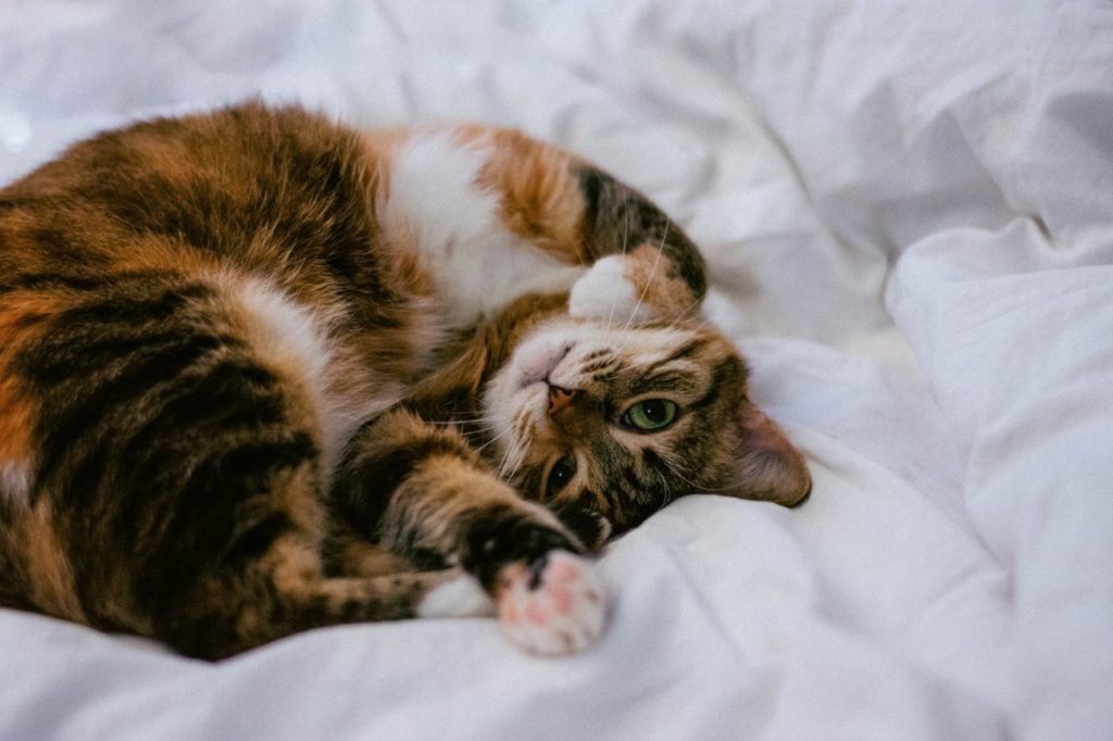 Vacation-with-cat