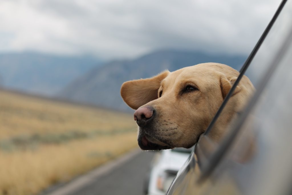 Vacations-with-dog