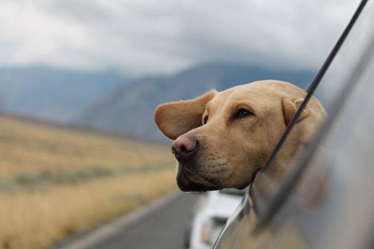 Vacation With Pets Lifesaver Tips