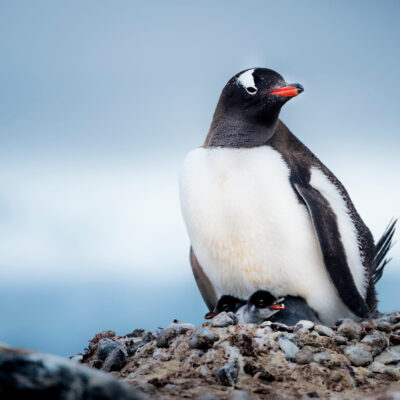 Family of penguins in Antarctica