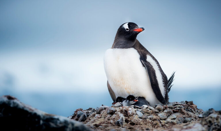 Family of penguins in Antarctica