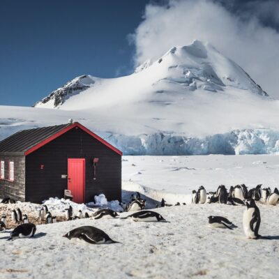 Gentoo Penguins in Port Lockroy Antarctica