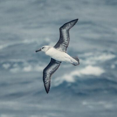 Albatros fying overseas at Drake's Passage in the way to Antarctica