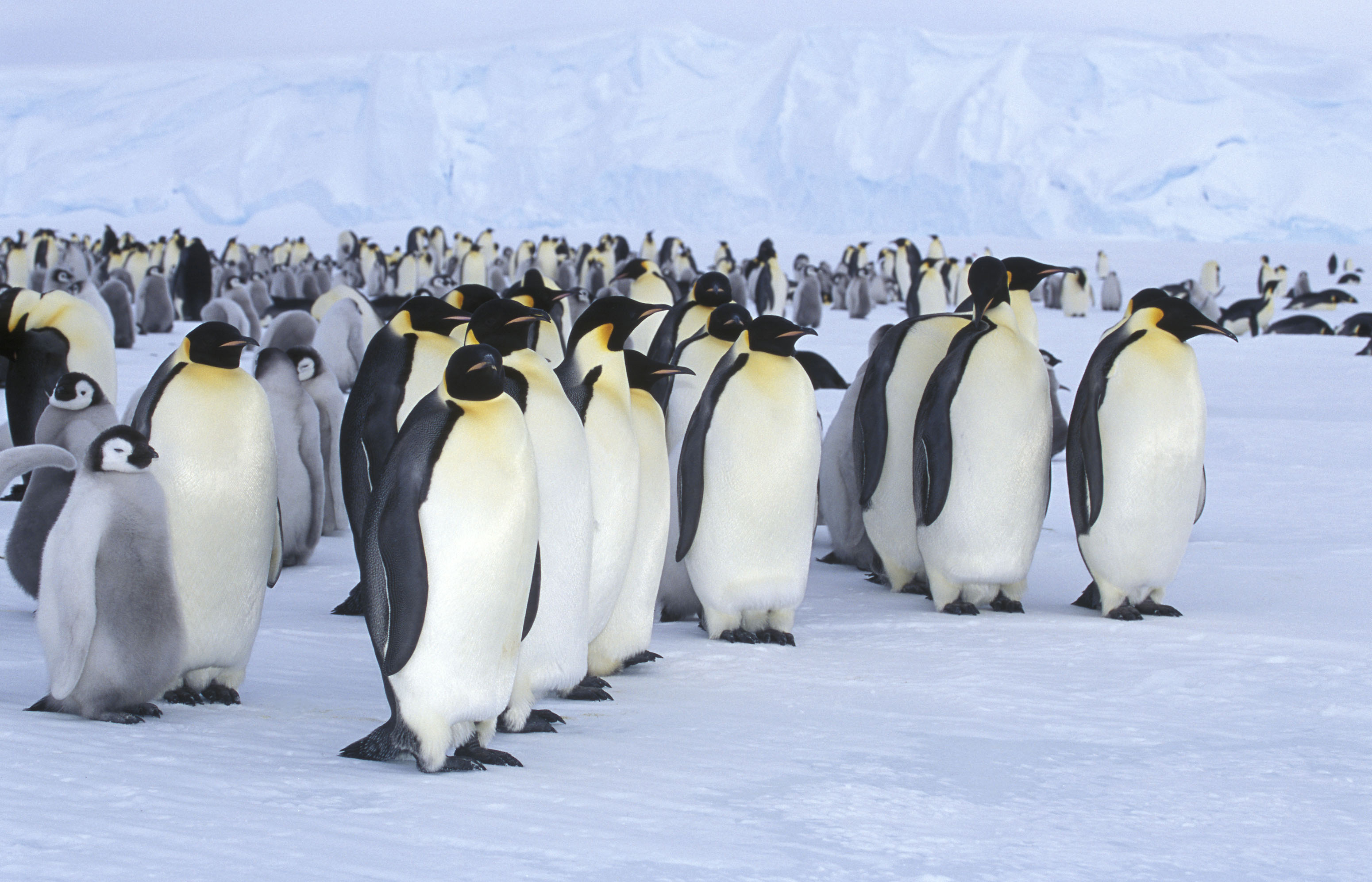 Expedición del Pingüino Emperador