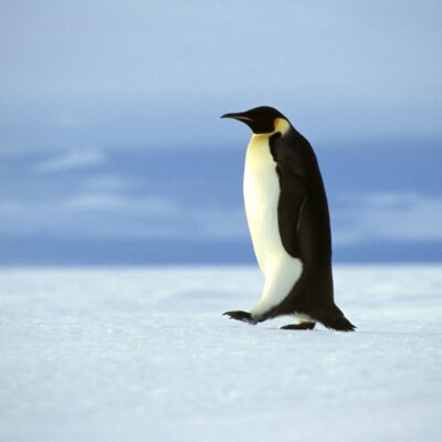 Emperor penguin walking alone in the Antarctic Continent