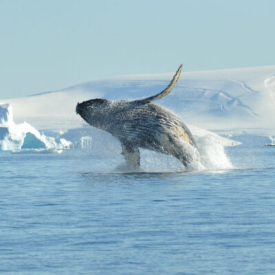 Humpback whale jumping out of water in Atarctica