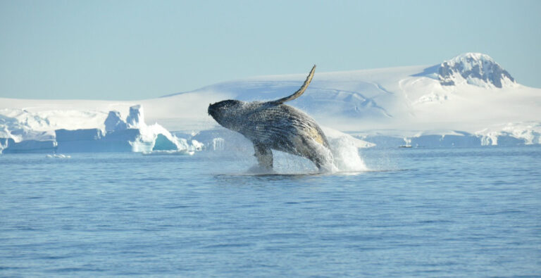 Humpback whale jumping out of water in Atarctica