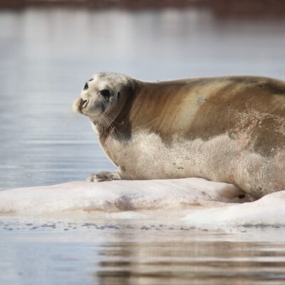 Seal resting in Antarctica