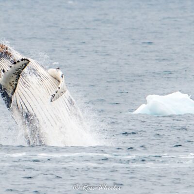 Whale jumping out of water in Antarctica