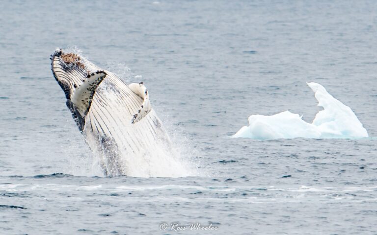 Whale jumping out of water in Antarctica