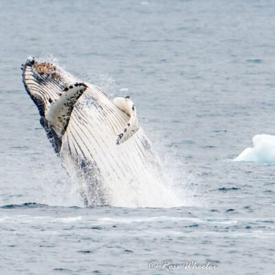 whale-jumping-out-of-water whale-jumping-out-of-water